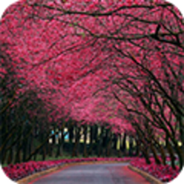 Sakura for Android - Download the APK from Uptodown