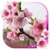 Sakura Cherry icon