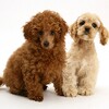 Toy Poodle Dogs Jigsaw Puzzles icon
