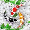 Icono de Fish Live Wallpapers