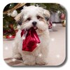 圣诞小狗狗 icon