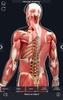 My Muscle Anatomy screenshot 13