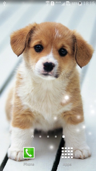 Puppies - Preview 11