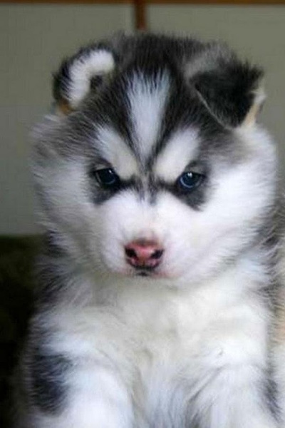 Dog Wallpaper - Preview 3