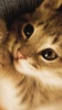 Kitty Cat Live Wallpaper screenshot 7