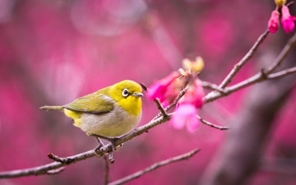Birds Live Wallpaper - Preview 1