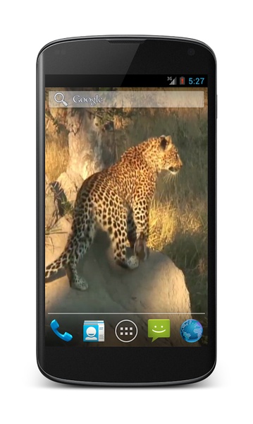 Leopard Video Wallpaper - Preview 1