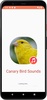 Canary Bird Sounds screenshot 4