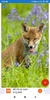 Fox Wallpaper: HD images, Free Pics download screenshot 3