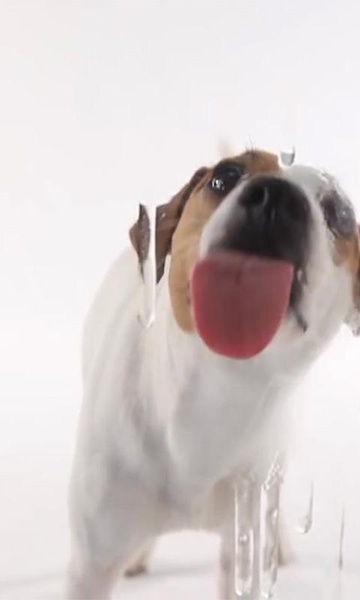 Dog Lick Screen Live Wallpaper - Preview 7