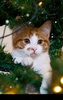 Xmas Cat screenshot 7