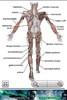 Human Anatomy screenshot 4