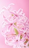 Pink Flowers Live Wallpaper screenshot 2