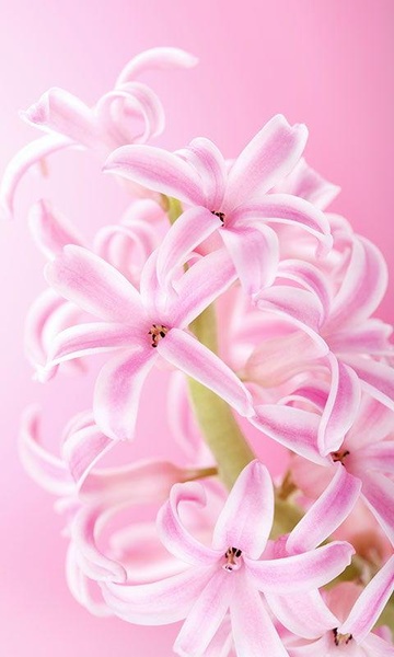 Pink Flowers Live Wallpaper - Preview 2