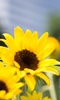 Sunflower Wallpaper screenshot 5