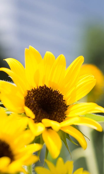 Sunflower Wallpaper - Preview 5