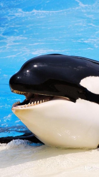 Whale Live Wallpaper - Preview 6