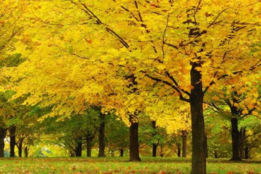 Forest Jigsaw Puzzles - Preview 7