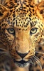 Wild animals Live Wallpaper screenshot 6