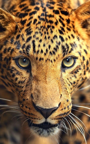 Wild animals Live Wallpaper - Preview 6