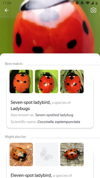 Picture Insect - Insect Id Pro - Preview 2