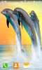 Dolphin Live Wallpapers screenshot 3