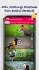 Bird Songs: Ringtones screenshot 9