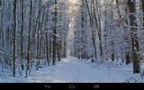 Winter Wallpaper screenshot 6