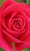 Roses Free Live Wallpaper screenshot 2