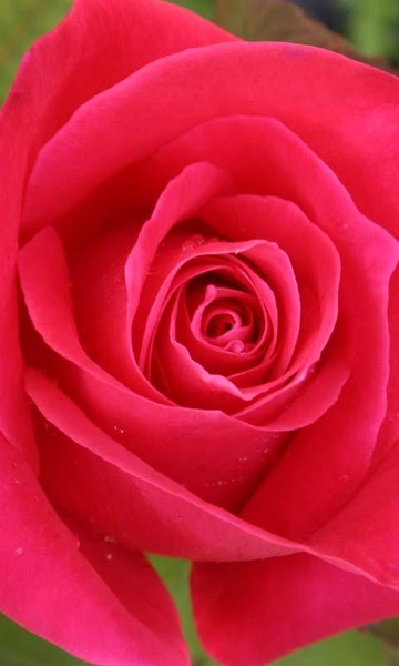 Roses Free Live Wallpaper - Preview 2