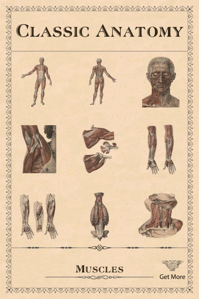 Classic Anatomy - Preview 5