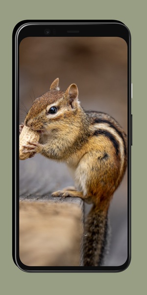 Chipmunk Wallpaper - Preview 3