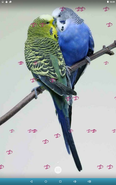Love Birds Live Wallpaper - Preview 6