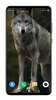 Wolf Wallpaper 4K screenshot 10