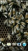 Bees 3D screenshot 4