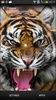 Tigers Live Wallpaper screenshot 4