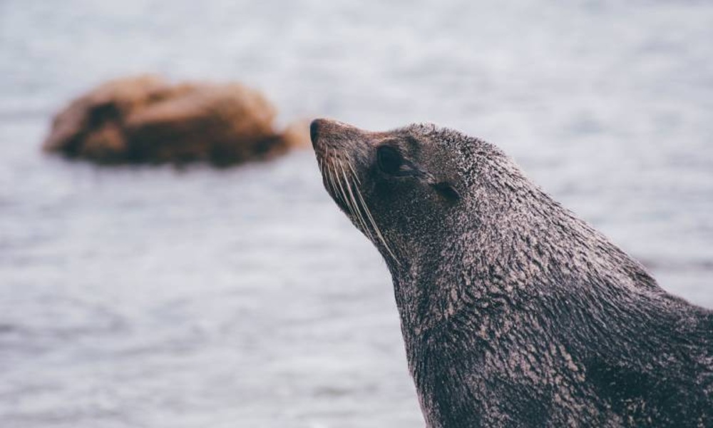 The most beautiful wallpapers of the sea animals 4k - Preview 2