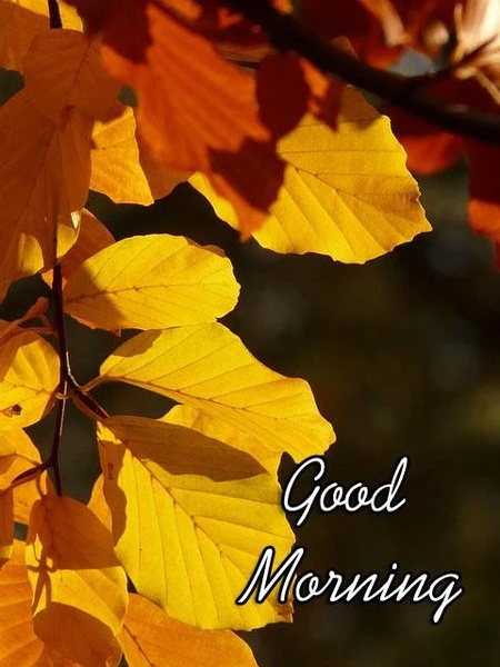 Good Morning Images - Preview 3