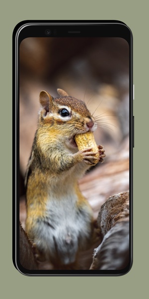 Chipmunk Wallpaper - Preview 6
