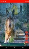 The most beautiful wolf pictures around the world of 4K screenshot 2