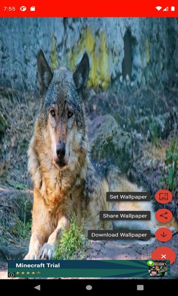 The most beautiful wolf pictures around the world of 4K - Preview 2