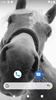 Horse Wallpaper HD screenshot 1