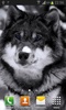 Wolfs live wallpaper screenshot 5