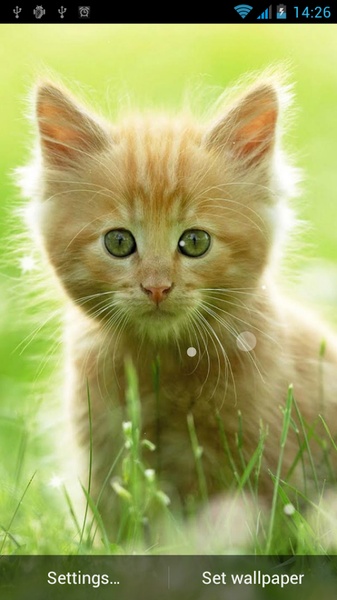 Cat Live Wallpaper - Preview 7