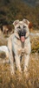 Kangal Dog Wallpaper screenshot 1