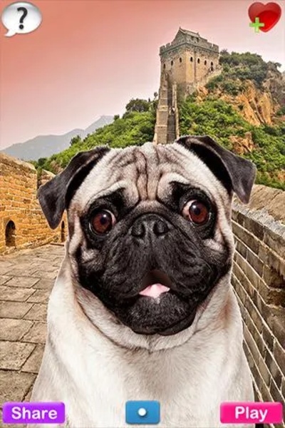 Talking Pug - Preview 6