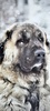 Kangal Dog Wallpaper screenshot 11