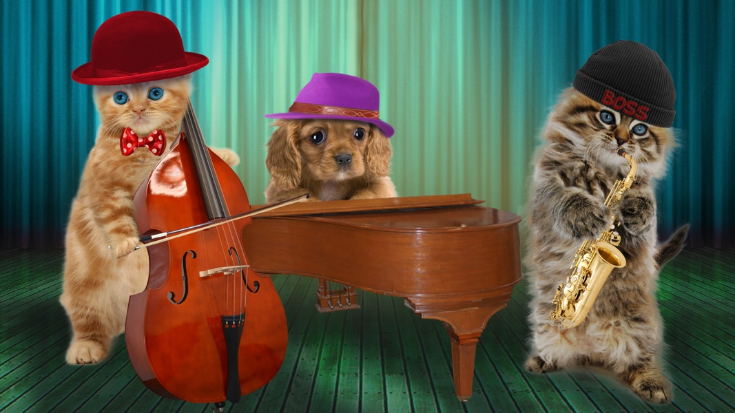 Funny Talking Cats - Preview 4