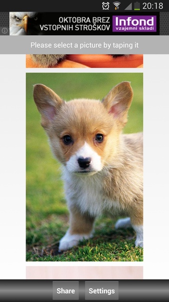 Jigsaw Puzzle: Cute Animals - Preview 2