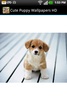 Cute Puppy Wallpapers HD screenshot 3